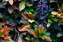Colorful Croton Leaves Background. Beautiful Natural Backdrop With Croton Plant In Sunny Day At Tropical Park. 
Garden Croton Composition Wall With Flowers. 