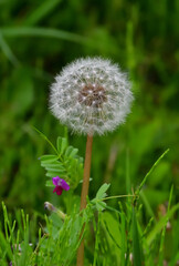 Wall Mural - Dandelion seeds in front of a small flower of vicia sativa