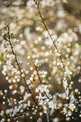 Wall Mural - spring blossom tree in the garden