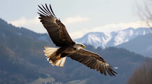The Mighty Hunter : Bald Eagle Captured In Stunning 35mm Detail