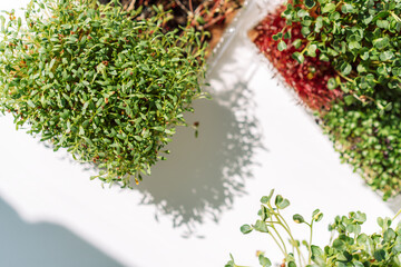 Wall Mural - Microgreens in trays on a white windowsill in the sun.