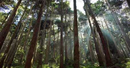 Wall Mural - sunlight flare over the forest
