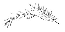 Vector Outline Spice Rosemary Sprigs In Doodle Style. Clip Art For Kitchen, Design Of Packaging And Wrapping Paper, Menus, Restaurants, Products