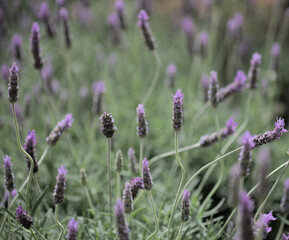 Lavender,  Lavandula sp., natural macro floral background