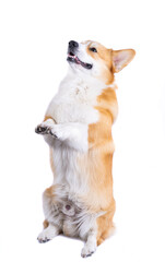 Wall Mural - welsh corgi pembroke isolated