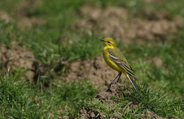 Wall Mural - a stunning yellow wagtail, motacilla flava, perching on a dirt mound in a meadow. it has just arrive