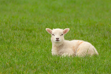 Wall Mural - close up of a newborn lamb in springtime, laying down in lush green field and facing forward. clean 