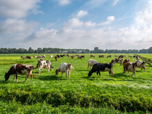 Diary Cows Grazing On Green Pasture In Polder Near Langweer, Friesland, Netherlands