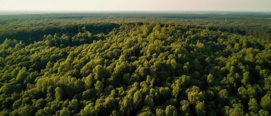 Poster - Beautiful bird's-eye view of the rainforest.Aerial view. Panoramic shot. Generative AI