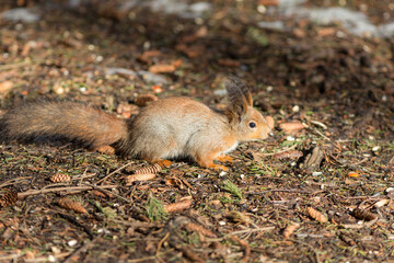 Wall Mural - squirrel on a sunny day in spring