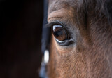 Fototapeta Konie - detail horse head eye and part of the head of a bay mare