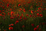 Fototapeta  - Field of poppies selective focus. Nature summer wild flowers. Vivid red flower poppies plant. Buds of wildflowers. Poppy blossom background. Floral botanical freedom mood. Leaf and bush poppy flower.