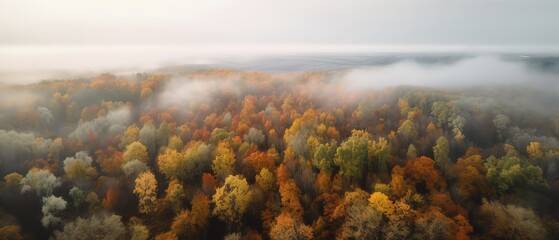 Poster - Beautiful bird's-eye view of the autumn forest.Aerial view. Panoramic shot. Generative AI