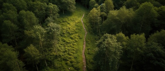 Fototapete - Bird's-eye view of the road in the middle of the forest.Aerial view. Panoramic shot. Generative AI