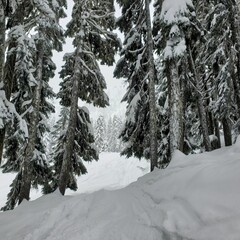 Sticker - Snow covered forest with dense trees