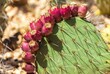 © Jonathan Nguyen/Wirestock Creators - Image of a Coastal prickly pear (Opuntia littoralis)