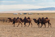 Eine Gruppe Trampeltiere trottet durch die Wüste Gobi, Mongolei, Zentralasien vor dem Hintergrund eines Jurtenlagers von Nomaden