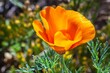 Selective focus of a California poppy, Eschscholzia California yellow flower in the field