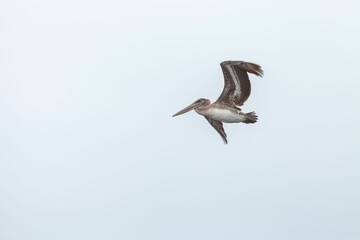 Sticker - Beautiful view of the California brown pelican (Pelecanus occidentalis californicus) in flight