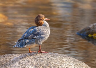 Wall Mural - Close-up shot of common merganser sitting on a stone by a waterhole, bokeh background