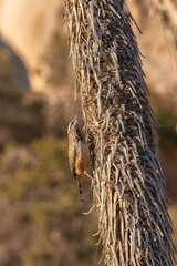 Poster - Close-up shot of a cactus wren on a dry plant with a bokeh background