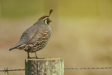 Sticker - Close-up shot of a Common quail standing on a wooden fence post with a bokeh background