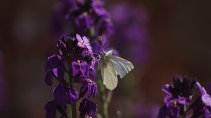 Wall Mural - Closeup shot of a butterfly on a purple flower.