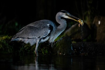 Canvas Print - Great blue heron perched in the lake in the forest at night