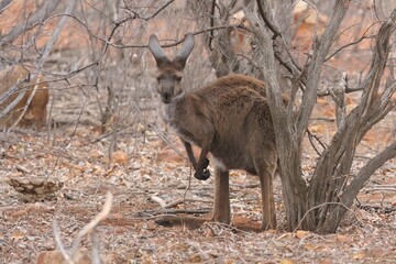 Sticker - Beautiful drought stricken kangaroo in a field with dry grass