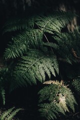 Vertical shot of  fern (Polypodiopsida)