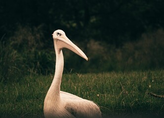 Poster - Closeup of a beautiful Great white pelican on green grass