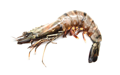 Sticker - King prawns isolated on white background.