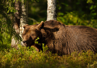 Wall Mural - Impressive portrait of Eurasian Brown bear in forest