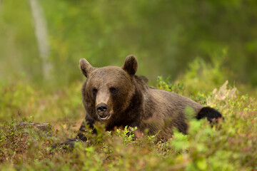 Wall Mural - Eurasian Brown bear lying on grass in forest