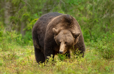 Wall Mural - impressive portrait of eurasian brown bear in a forest