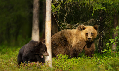 Wall Mural - eurasian brown bear cub with a bear mama in the forest