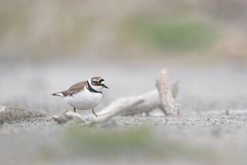 Wall Mural - Looking for food, the little ringed plover on beach (Charadrius dubius)