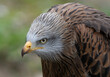 © urdialex - close up shot of an eagle