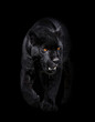 portrait of a black panther walking toword you in a black background