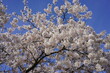 Weiße Blüten eines japanischen Kirschbaums bei Sonnenschein vor blauem Himmel