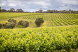 Vineyard near Margaret River, Western Australia, Australia	