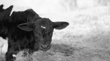 Poster - Baby cow shows cute calf face closeup looking at camera on farm with copy space on background.
