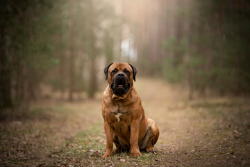 Wall Mural - The Boerboel dog, a South African breed, portrait in the forest