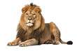 © SuperPixel Inc - majestic lion sitting isolated on white background