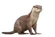 Small-clawed Otter isolated