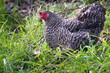 Cuckoo maran chicken, speckled hen in a field, cute bird