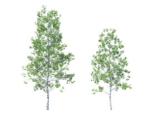 Populus tremuloides, quaking aspen, trembling aspen, American aspen, trembling poplar, white poplar, popple, golden aspen, mountain aspen, light for daylight, easy to use, 3d render, isolated