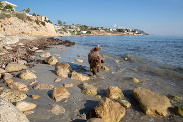 Sticker - Spanish Water Dog on Almadrava Beach; El Campello; Alicante; Spain