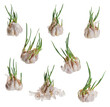 Many heads of sprouted garlic at various angles on white background