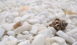 Many well polished little mainly white stones with four colorful seashells close up view